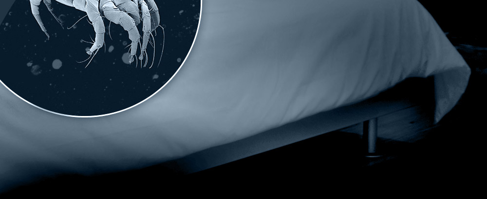 Dust Mites Background Bottom