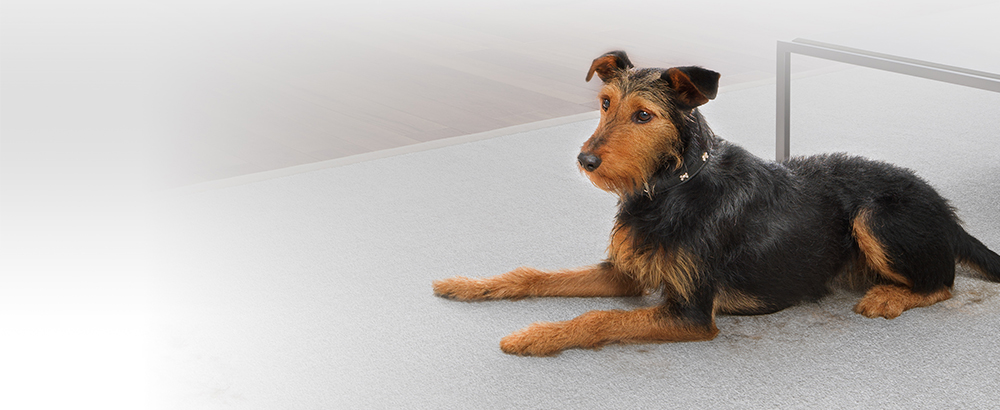 A dog sitting on a carpet.