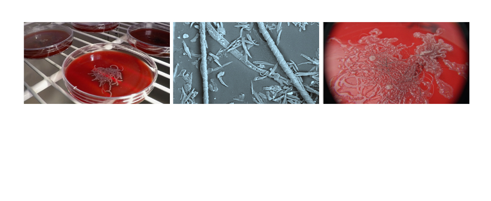 Close up of pet hair