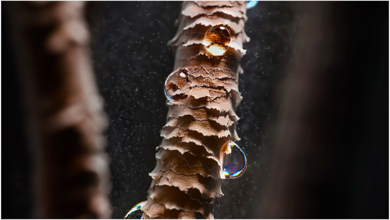 A close-up of damaged hair strands, with water droplets attached.